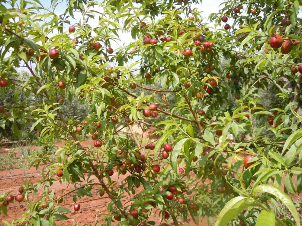 Jnane Ines 3* Taroudant